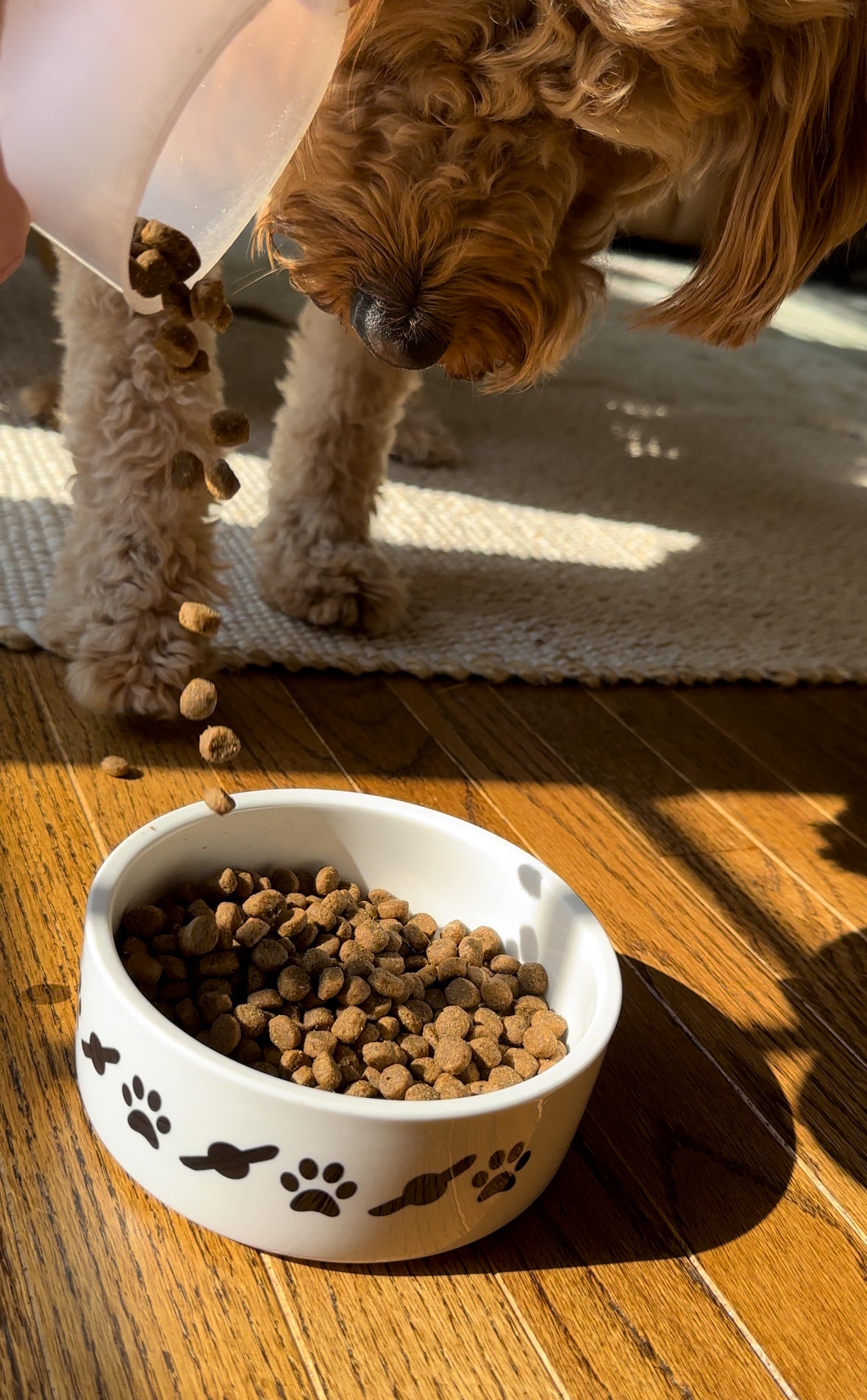 ᴡʜᴇᴇʟ ɴᴏᴠᴀ™ Buddy Bowl 🐾